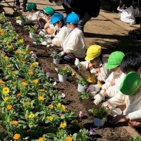 ７０施設へ千葉県産花プランター　松戸では園児と花壇づくり　７０周年前に千葉興銀