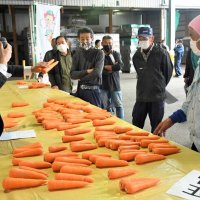 ニンジンの出荷本格化を前に査定会で統一規格を確認する生産者ら