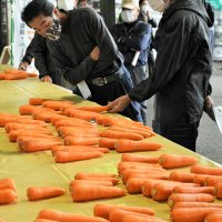富里特産ニンジン、出荷始まる　ＪＡ、規格査定会