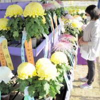 菊の大輪１５０点、美しさ競う　千葉県菊花大会　相川さん大臣賞Ｖ４　市原