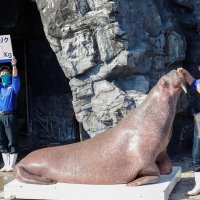 ７７２キロを記録したセイウチの「リク」（写真は鴨川シーワールド提供）
