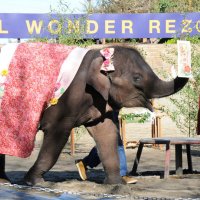 【写真複数あり】アジアゾウ「ら夢」、元気に七五三　すくすく成長、お絵かきやダンス披露　市原ぞうの国