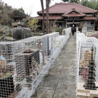 里山が非日常空間に一変　古民家や廃校舎を舞台に　いちはらアート×ミックス会場リポート（下）