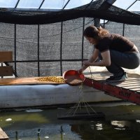 ビニールハウス内にある養殖用の池でエビに餌やりをする平野さん
