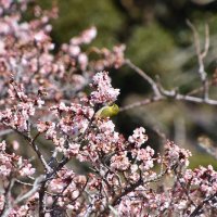 南房総「春」告げる元朝桜