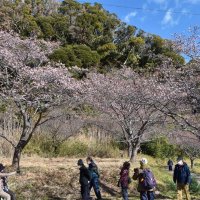 見頃を迎えた抱湖園一帯の元朝桜