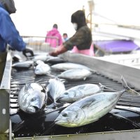 カツオ初水揚げ　１・５トン、漁協「徐々に増えれば」　　勝浦