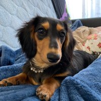 一頭一頭の個性理解を　犬コミュニケーション　堀田　素愛　【わんこのわ】（３４）