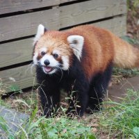 レッサーパンダ「ライム」群馬・桐生へ　新天地で繁殖目指す　千葉市動物公園