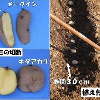 まずは品種選択　土寄せが大切　ジャガイモの作り方　風間龍夫　【野菜レッスン】（１２７）
