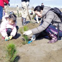 山武市青少年育成市民会議が開催した植樹祭でクロマツを植える家族連れ＝２０１８年３月、山武市
