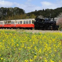 菜の花に囲まれ春満喫　「きいろいマルシェ」初開催　市原