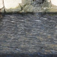 水面埋め尽くす魚の大群　“春の珍事”に付近の住民困惑「地震影響？」　市原の水路