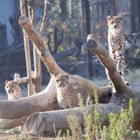 ＤＮＡ鑑定で父親判明　絶滅回避へ大学と連携　千葉市動物公園の子どもチーター６頭