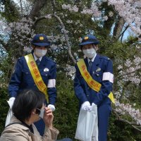 桜の名所で防犯呼び掛け　佐倉市・佐倉署がキャンペーン