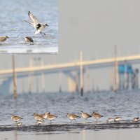冬の東京湾のダイゼン＝２０１４年１２月２４日　木更津市（筆者撮影）　（写真左上）つばさを開くダイゼン　つばさの脇が黒い＝２０１０年９月２９日、木更津市（筆者撮影）
