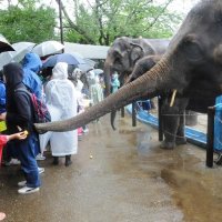 悪天候も「今後に期待」　市原ぞうの国　ＧＷ初日の千葉県内