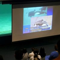 シャチの生態解説します　鴨川シーワールド　１４、１５日に特別講座