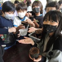 松戸白宇宙かぼちゃ３年ぶり種植え　児童レシピ作り挑戦へ