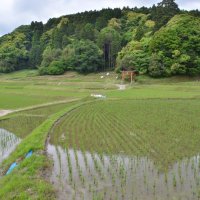 「かやの米」が育てられる大網白里市萱野地区の棚田
