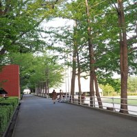 イチョウ並木をはじめ緑豊かなキャンパス