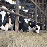 約１００頭の成牛を飼養する旧牛舎＝２０日、四街道市

