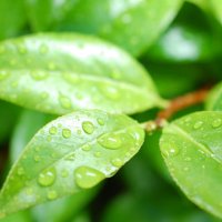 「雨」から学ぶ　～コトバの使い方を深めるために～【合格への助走　市進受験ナビ】