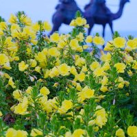 ”月の沙漠”彩る月見草　御宿の海岸で見頃