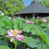 ピンクの大輪、続々開花　千葉公園で大賀ハス見頃　開花から７０周年