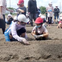 特産の落花生　児童が種まき　白子・南白亀小