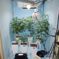 自宅で大麻栽培疑い　蛇行運転の車、職質でビニール袋発見　勝浦の男を再逮捕