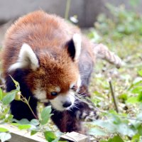 【動画あり】風太おかえり　千葉市動物公園のレッサーパンダ　２カ月ぶり展示、４月から食欲不振でお休み