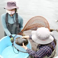 成田空港がカメ１４４匹捕獲　昨年９月に滑走路侵入、離陸遅れるトラブル　再発防止へ滑走路近くの池で