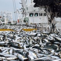 「入梅イワシ」水揚げ　銚子漁港に活気　一年で最もおいしい時季