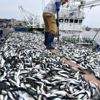 漁船からトラックに移されたマイワシ