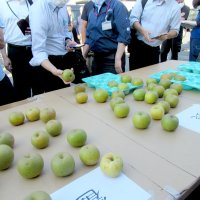 ６月被災「市川の梨」　農家救済へ「雹（ひょう）」等級　傷あり味は「太鼓判」