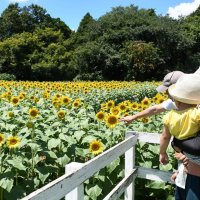 咲き競う大輪の花　成田ゆめ牧場　ヒマワリ満開　フォトスポットも