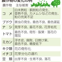 千葉の農作物に温暖化影響　コメや野菜など９品目品質低下、病害虫も　全国調査