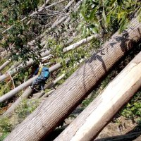 富山伏姫籠穴コースをふさいだ倒木＝２０２０年４月（岩崎会長提供）