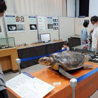 九十九里浜の生きもの紹介　貝や魚、多様な１００種類　来月４日まで勝浦・海の博物館