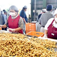 良質ぞろい出荷始まる　生産農家も太鼓判　銚子　ゆで食用落花生を選別