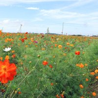 ２０種類３００万本咲き誇る　香取のコスモスまつり　１０月上旬に見頃、ことしは撮影スポットも