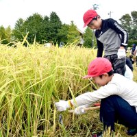 うまく稲刈りできた！　旭・豊畑小４～６年生が収穫体験