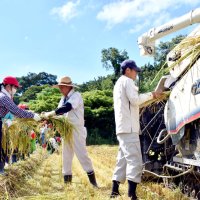 米作りの苦労実感　嶺南小児童が稲刈り　南房総