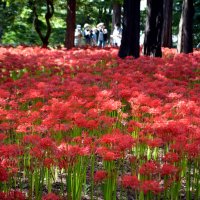 ヒガンバナ見頃、残暑に癒やし　ステージ演奏や出店も　八千代・村上緑地公園