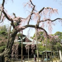 歴史伝える旅籠玉屋　水戸街道小金宿　【千葉地理学会連載　おもしろ半島ちばの地理再発見】