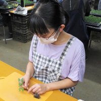 接木の作業風景
