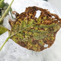アズキさび病、千葉県内で初確認　周辺農地への拡大はなし　県北東部で