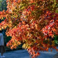 モミジやイチョウ２５０本色づき始める　成田山公園