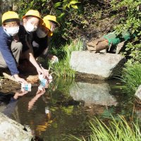 「大きくなってね」　君津・外箕輪小児童　ホタルの幼虫５００匹放流